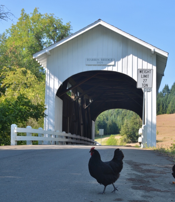 white covered bridge, Harris Bridge, with chicken in pathway